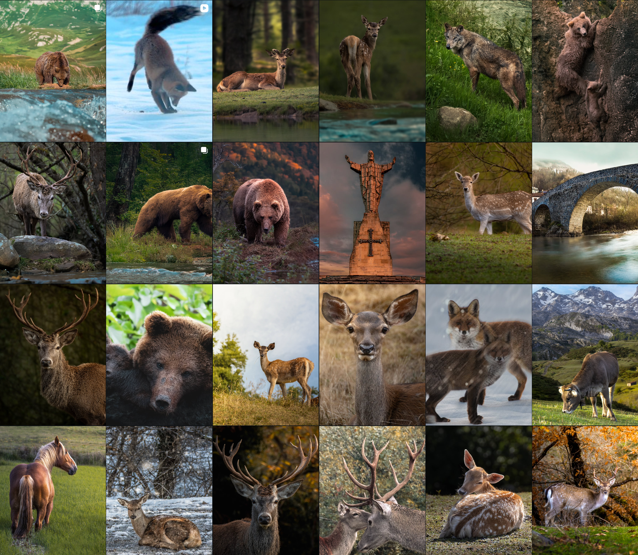 Instagram Calero Wildlife